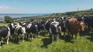 Hilarious video shows cows completely mesmerized by traditional Irish music