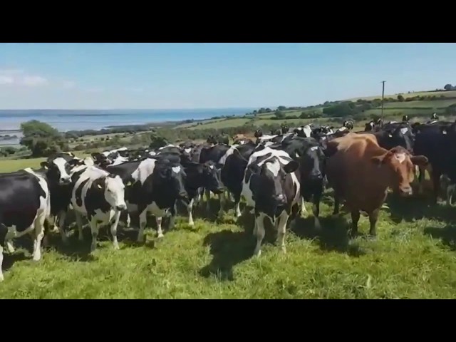 Hilarious video shows cows completely mesmerized by traditional Irish music class=