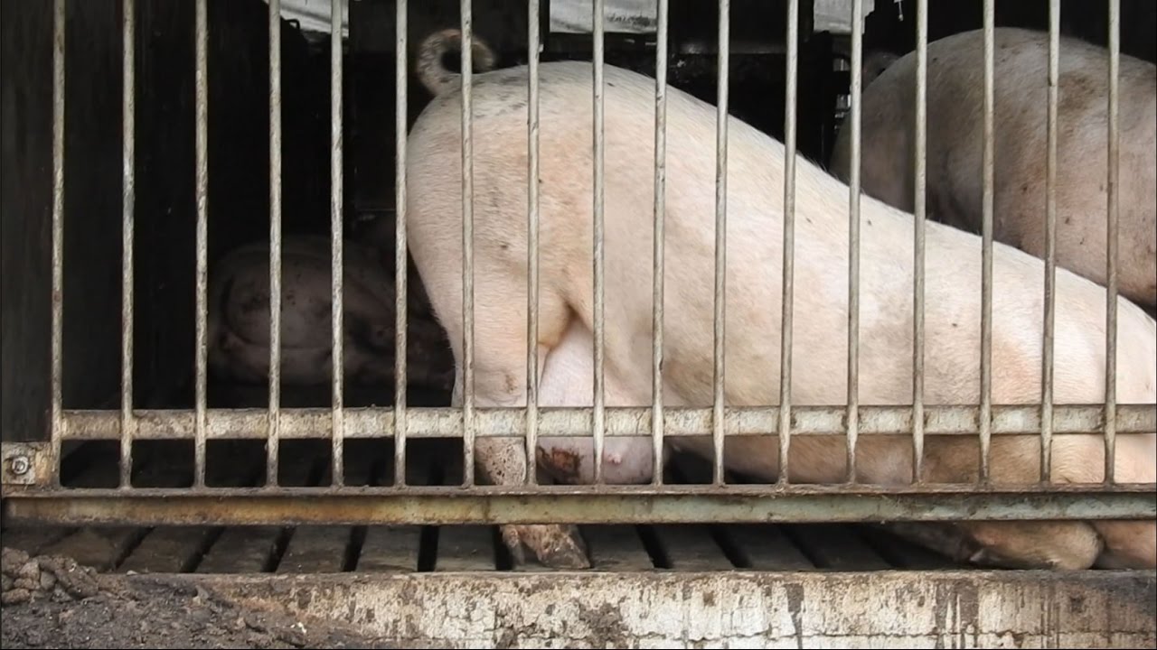 猫的品种 日本の養豚ー痛みの中の一生