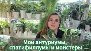 видео: Мои антуриумы, спатифиллумы и монстеры )) картинка: Мои антуриумы, спатифиллумы и монстеры ))