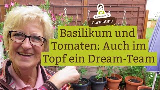 Mischkultur: Tomaten und Basilikum zusammen pflanzen - auch im Pfanz-Topf  eine gute Nachbarschaft - YouTube
