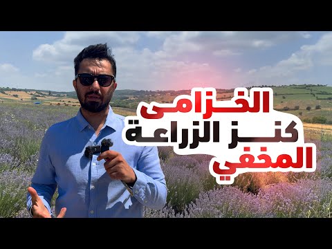 ذهب بنفسجي طلب متزايد مع زراعة مربحة عرض ارض زراعية مثالية للمستثمرين