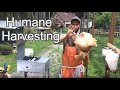 How to Pluck a Chicken | Humane Harvesting Guide