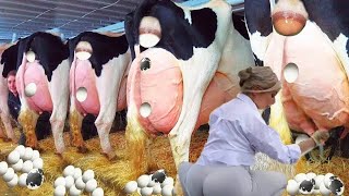 LIVE!!! Pretty Girls & Cows, Monster Machines On Fields, Shaving Tails, Modern Cows Milking