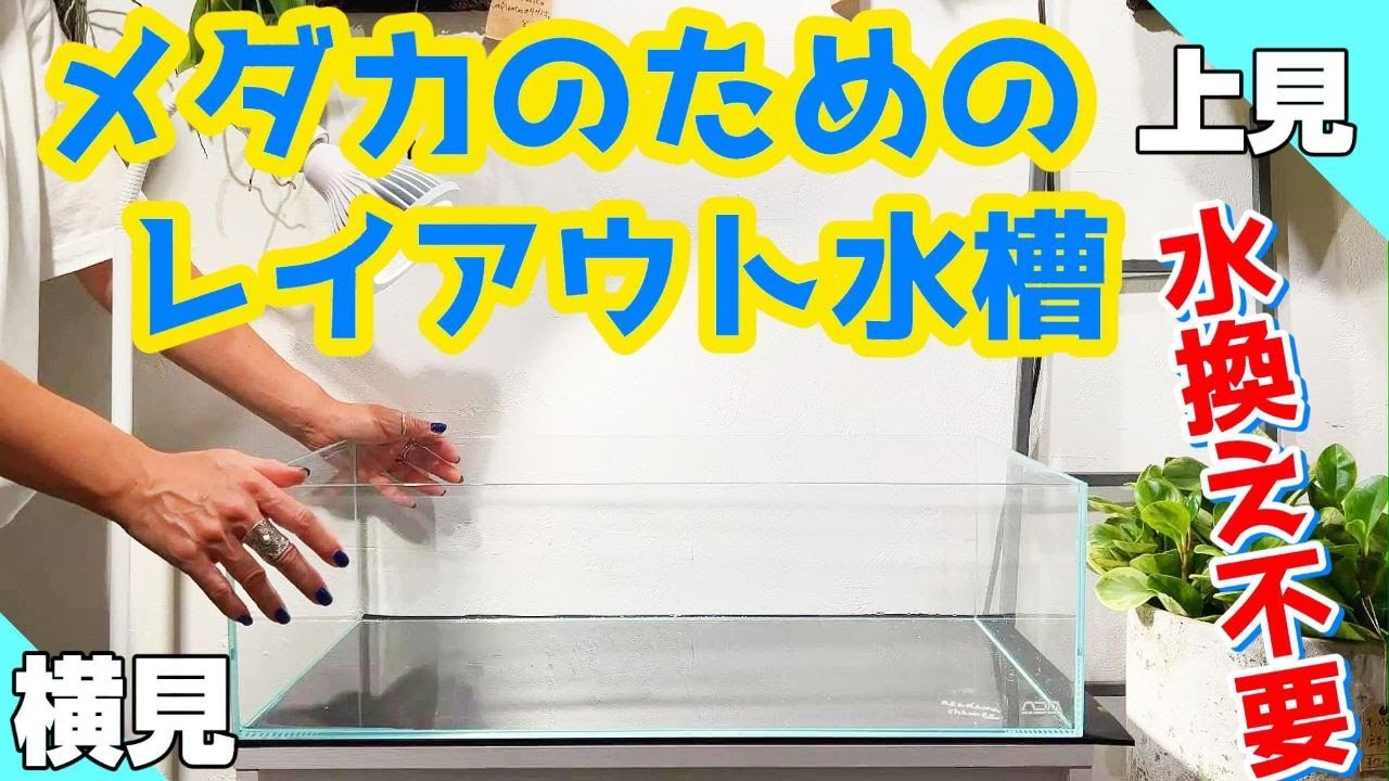 【メダカ】上見も横見も楽しめるメダカレイアウト水槽立上げ（水換え不要のシステムでめだかの室内飼育を楽しもう）
