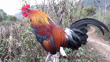 Qaib dib qua zoo cuab tuaj zoo heev