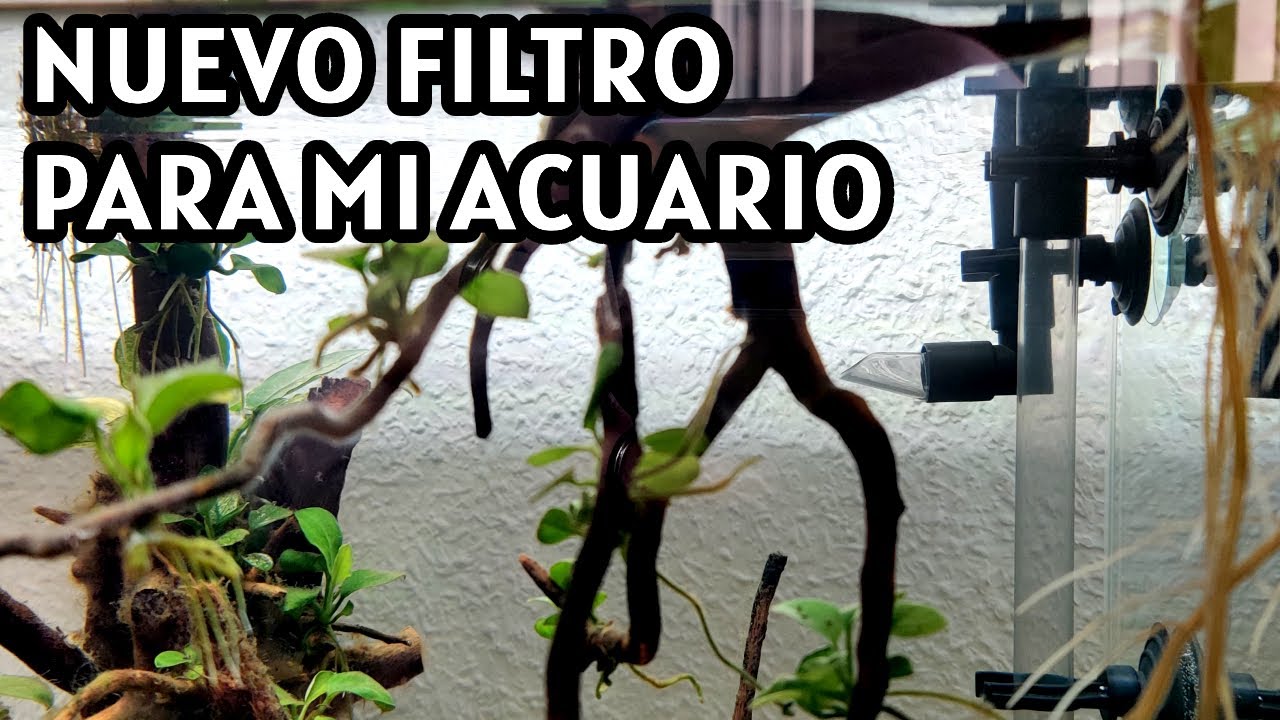 ¿Por qué he comprado el filtro Oase Filtosmart 100?