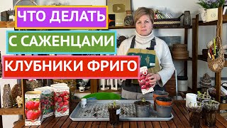КЛУБНИКА ФРИГО ВЕСНОЙ 🍓