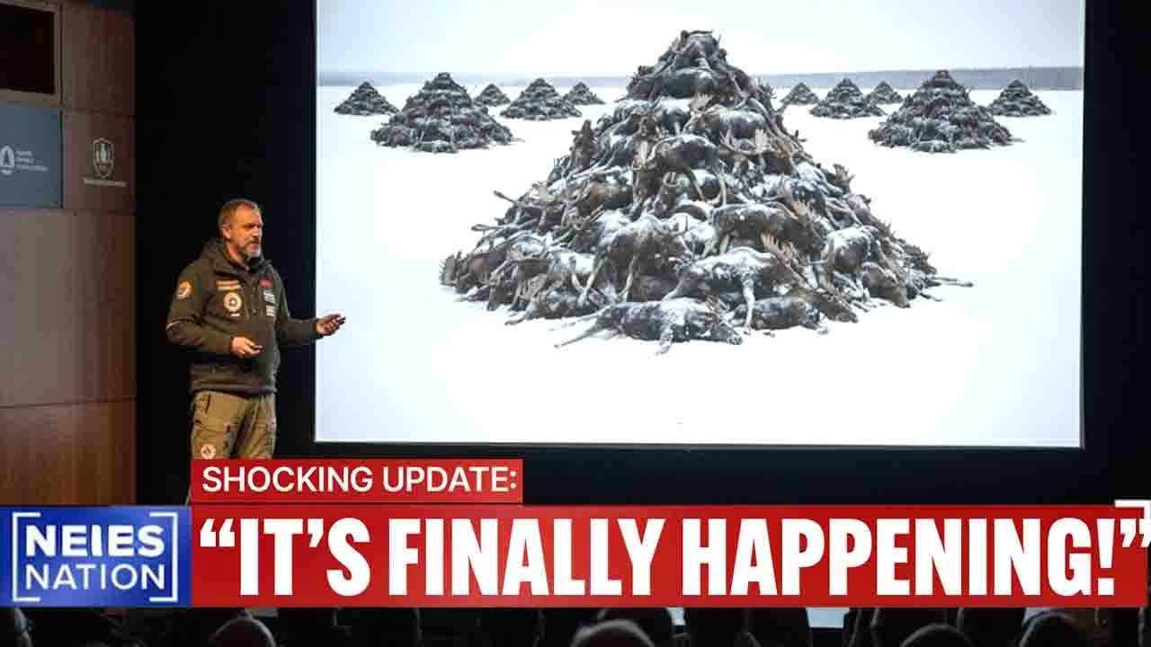 Maine’s Moose Started Dying in Clusters and What Biologists Found Next Was Pure Nightmare Fuel