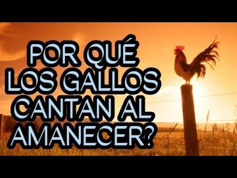 por qué los gallos cantan al amanecer? #preguntasyrespuestas #curiosidades #preguntas #gallos hqdefault
