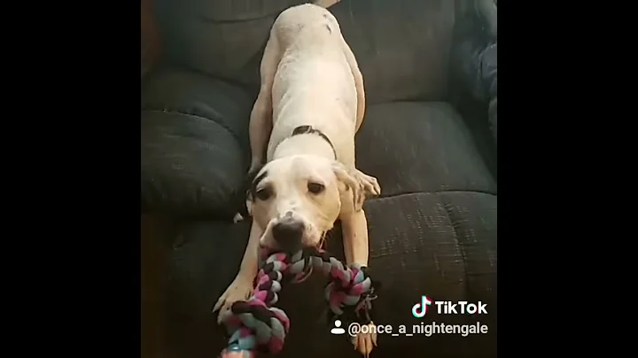 Heckin No Lady