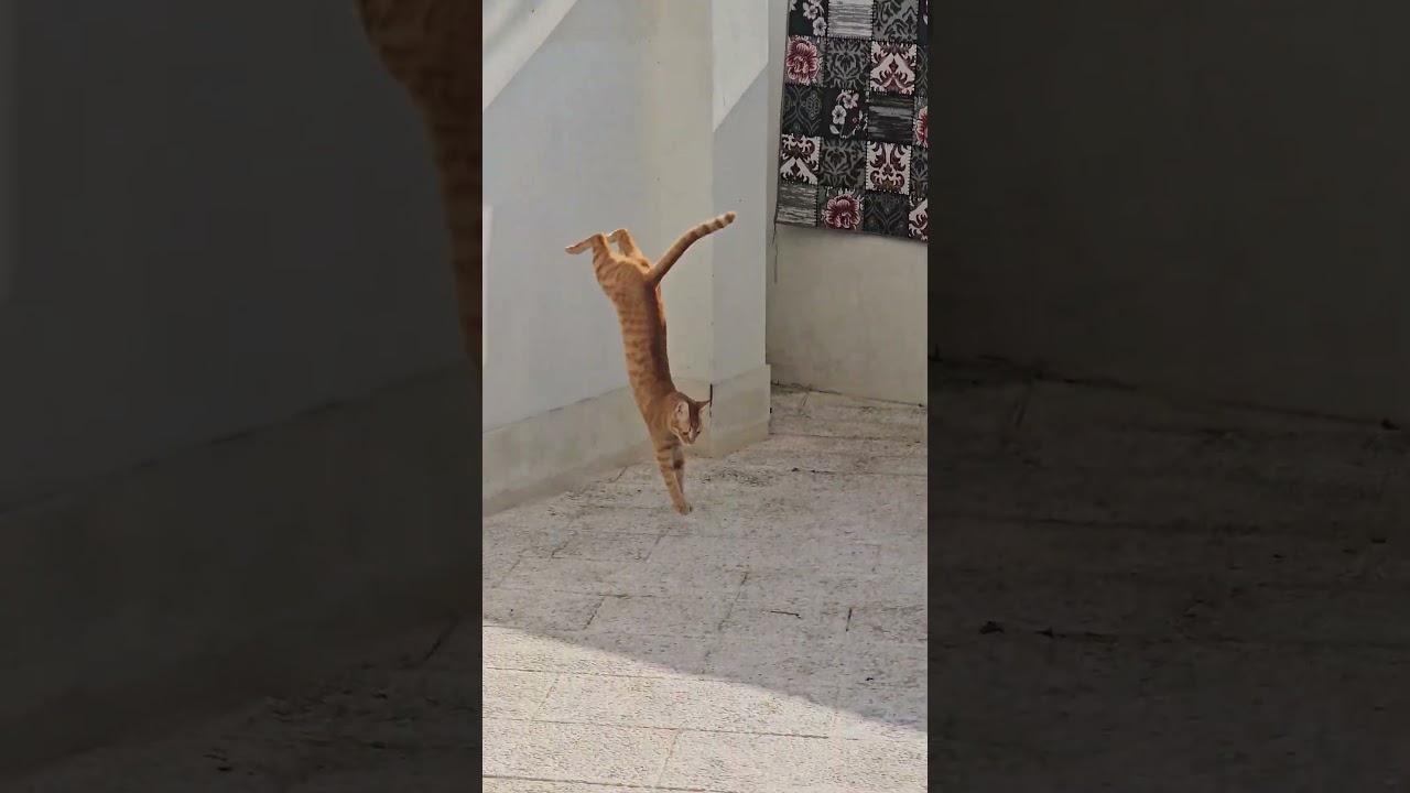 #cat #love #funny