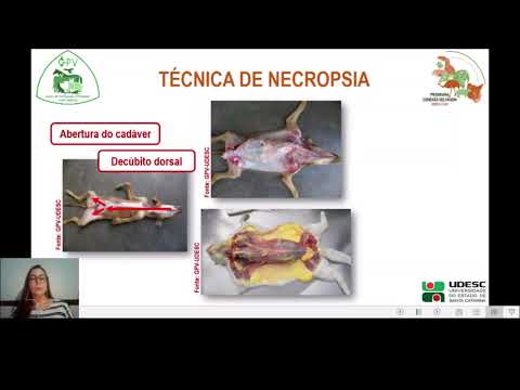 Vídeo: Como Saber Se O Seu Animal De Estimação Precisa De Uma Necropsia (e O Que é Uma Necropsia?)