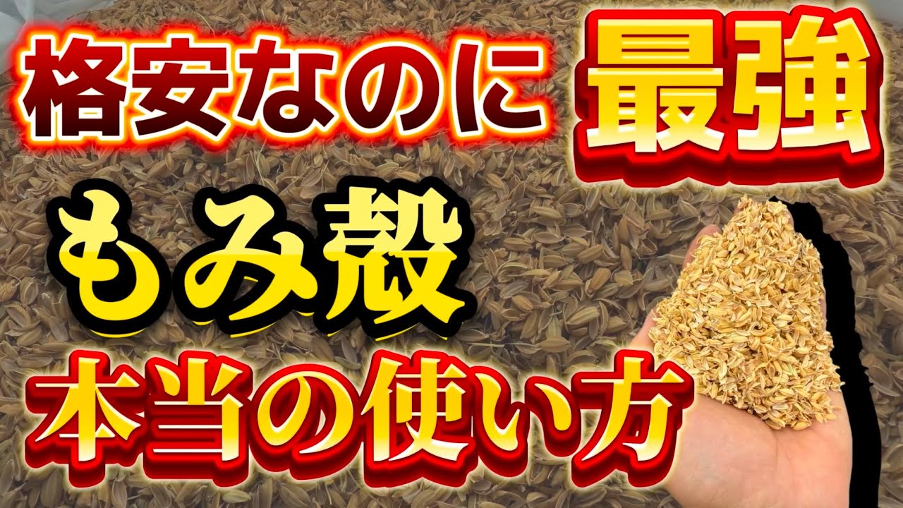 土付き25キロ　25キロ Rice husks] A cheap but powerful soil conditioner! We'll show you