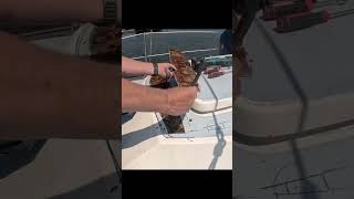 How To Re-Core A Deck