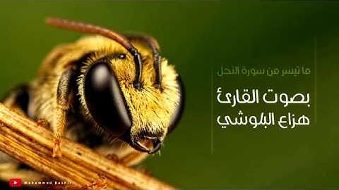 ما تيسر من سورة النحل بصوت القارئ هزاع البلوشي    صوت ندي وجميل جدا