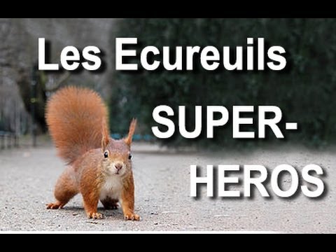 Les écureuils super-heros