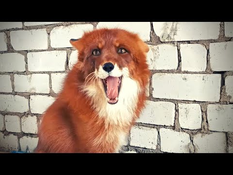 Лис Альф за час до поездки в клинику