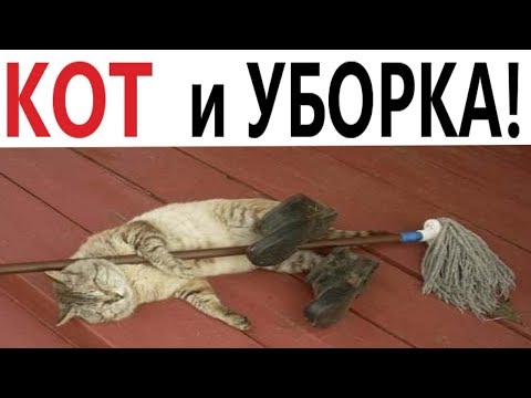 Лютые приколы. КОТ И УБОРКА!!! Самое смешное видео! Попробуй не ЗАСМЕЯТЬСЯ – Domi Show