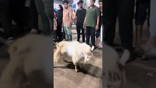 Bantam ☺️ full masti khur h govandi deonar mumbai #bakramandi #goat