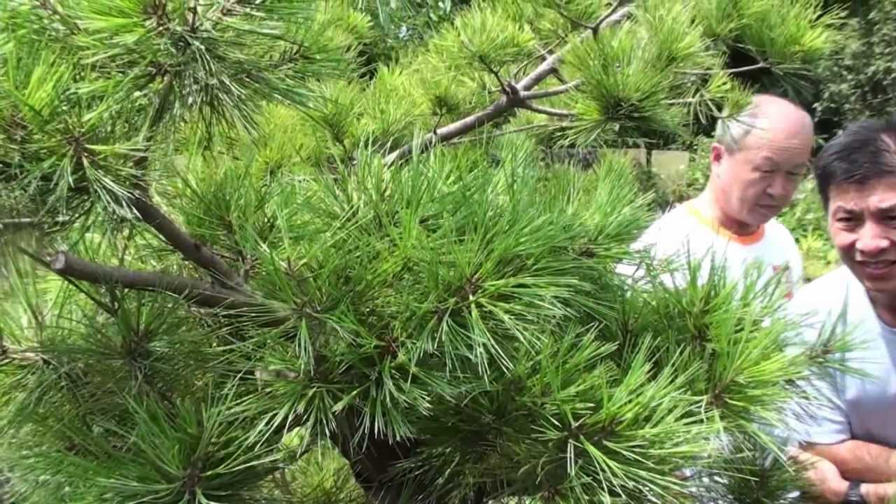 劉老師lizika Liu 12年5月27日示範五葉松 創作 整理枝幹 纏鋁線示範 3 Youtube 劉老師lizika Liu 12年5月27日示範五葉松 創作 整理枝幹 纏鋁線示範 3 Youtube