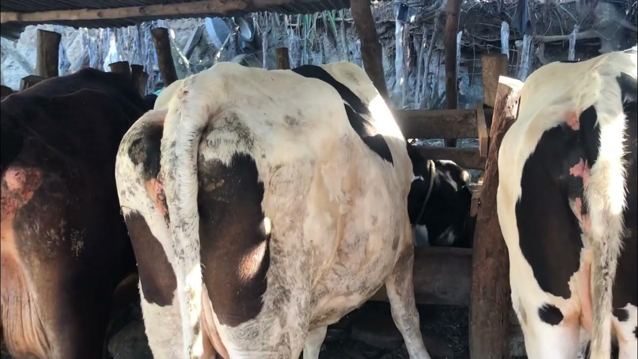 Viernes 9 de diciembre 2022 vacas jersy lecheras y novillas preñadas