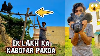 Ek LAKH Ka Kabotar Pakda😱/ How to catch pigeon from tree 🌴🥳
