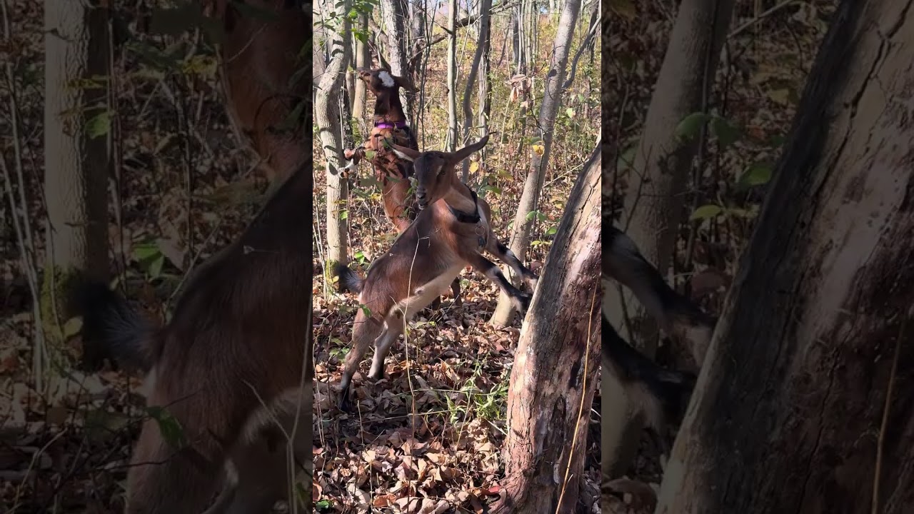 Goat Adventures: Playful Moments with Nature’s Cutest Farm Animals
