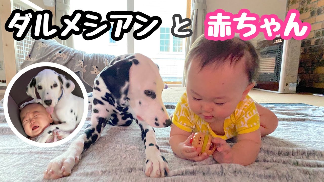 大型犬と赤ちゃん の触れ合いの様子 仲良く過ごしているのか ダルメシアン わんちゃんと赤ちゃん 大型犬と赤ちゃんがいる家族 Youtube