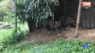 Zoo El Bosque en La 1 de TVE, Aquí la Tierra, 07/06/16
