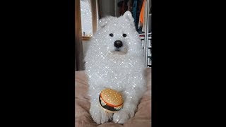 Beautiful White Dog Looking Like A Sparkling Angel
