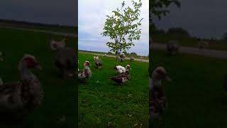 ПЕТУШОК КРАСУЕТСЯ  🐓