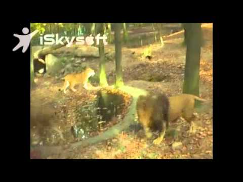 Gedragingen leeuwen Burgers Zoo - YouTube