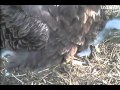 Decorah eagles,close up of babies sleeping away,3/4/2012