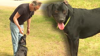 Veterans Matched With Dogs by Wisconsin Non-Profit