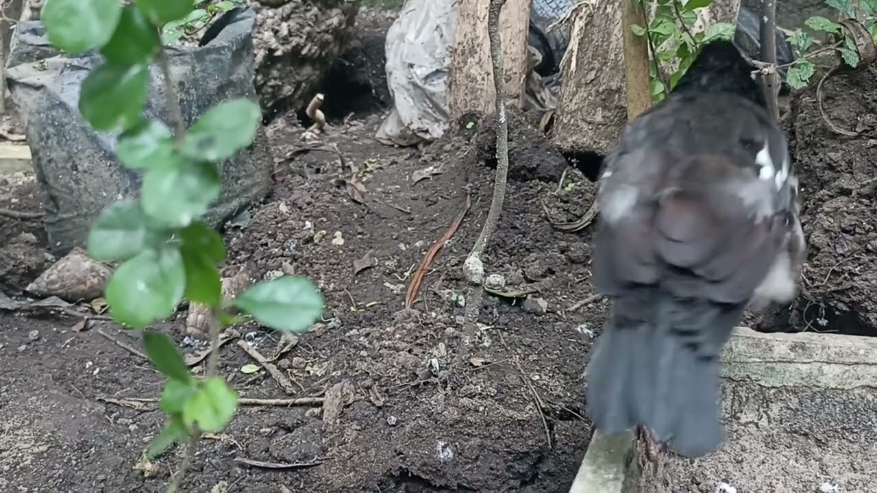 MENGAMATI BURUNG JALAK SUREN 