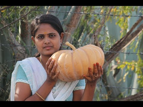 PUMPKIN HALWA//My Village My Food