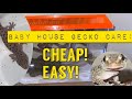 How to care for baby house geckos!!(eggs,setup,feeding etc!)