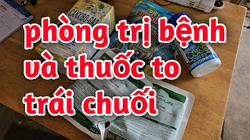 Hd629.Thuốc lớn dài đẹp trái chuối và phòng trị nấm bệnh