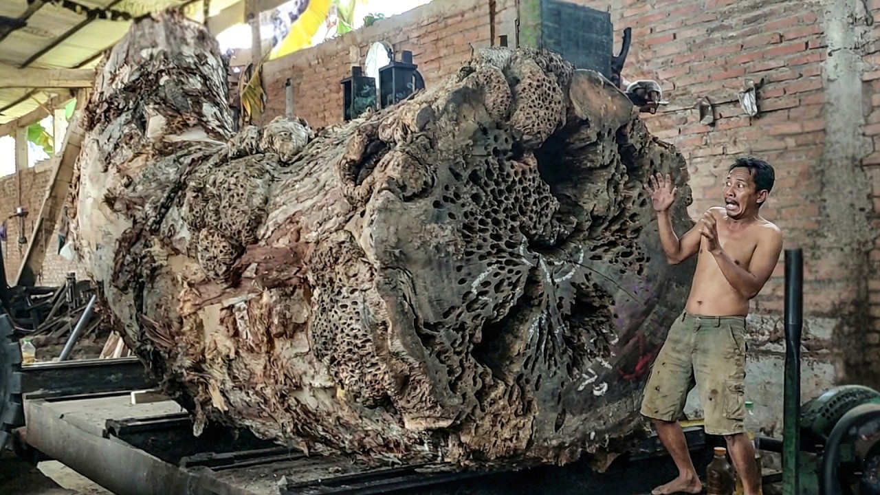 USA & AUSTRALIA SHOCKED! Massive Redwood Exposes Its Stunning Core When Cut