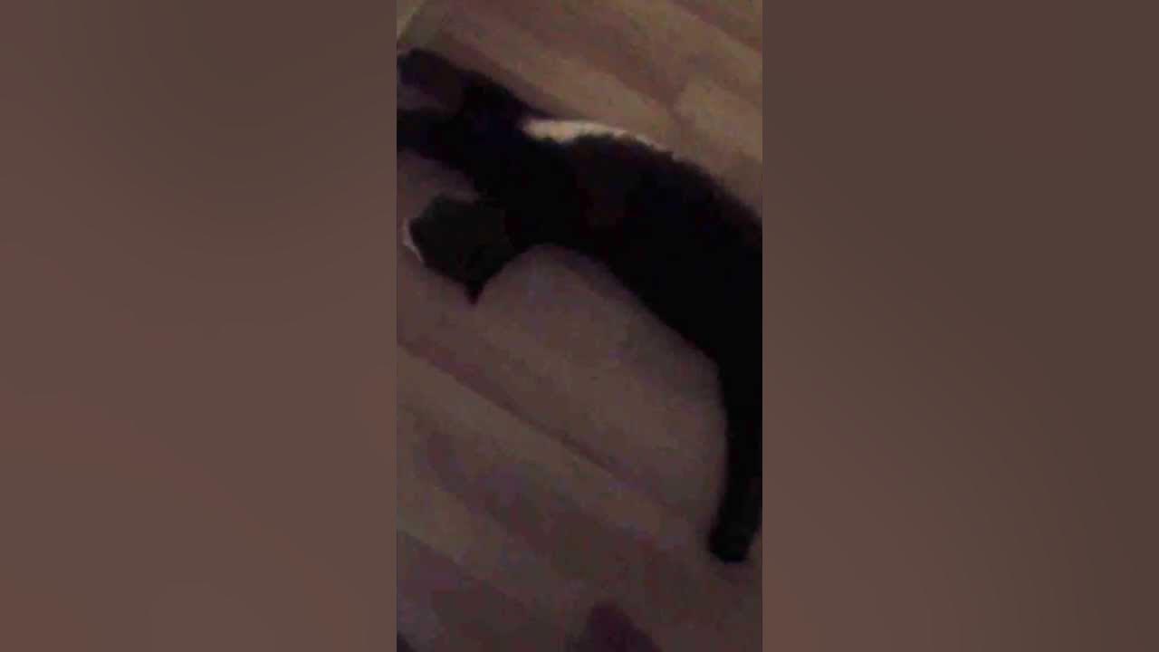Moppie de kat wil niet naar beneden kan er gewoon als een stoffer naar Vooren duwen hahahahaha
