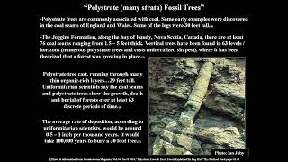 "Polystrate Tree Fossils" (Transport Theory Part#2)