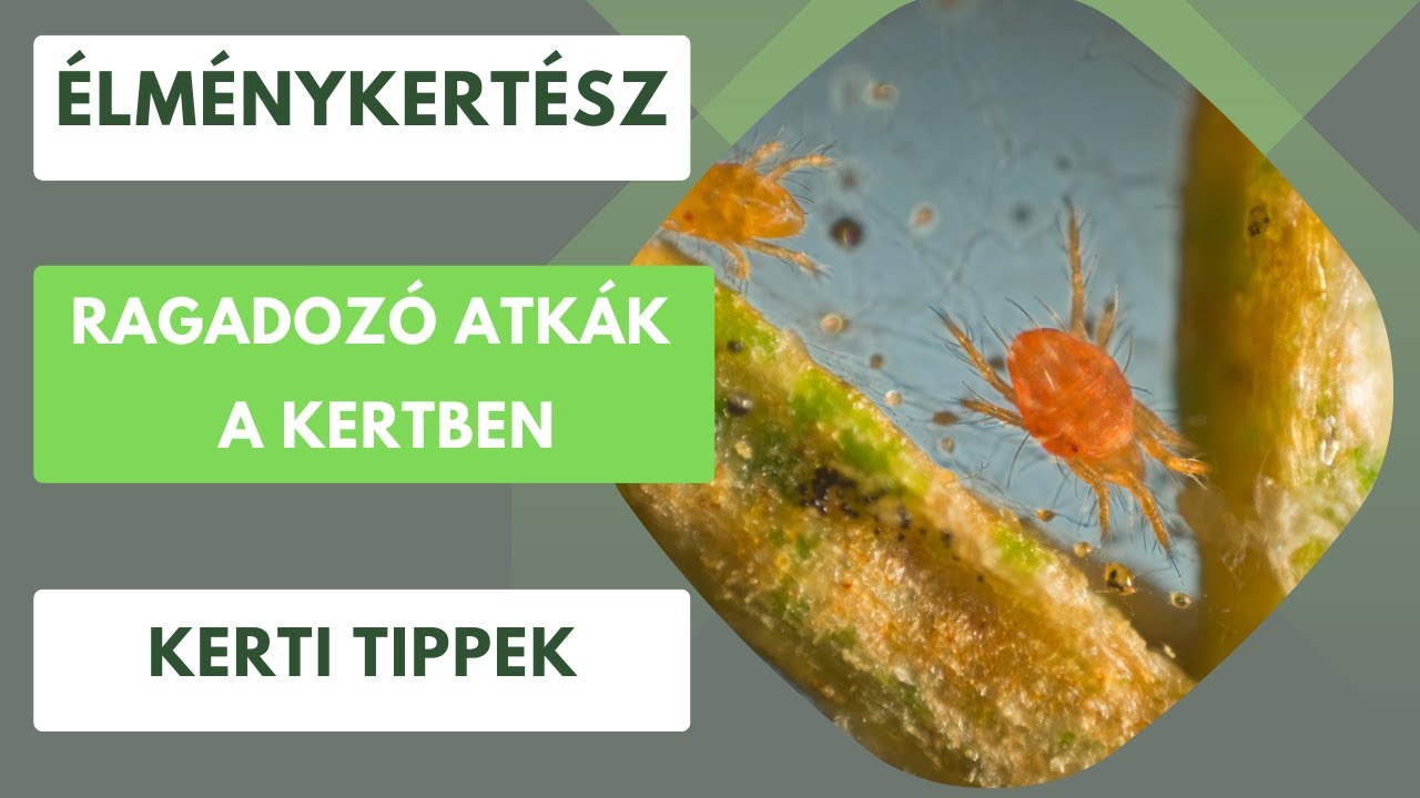 Ragadozó atkák a kertben🏡