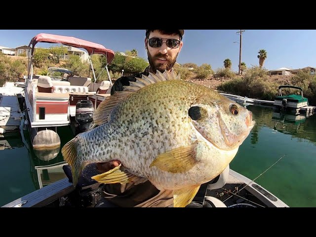 The BIGGEST SUNFISH EVER CAUGHT on VIDEO?? (INSANE) 