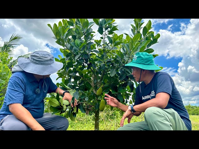 Sekreto para Mamunga ang Langka: Putulin ang Main Branch?  + Backyard Pig Farming in the Philippines class=