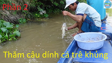 564 | Cắm câu cá lóc và giăng câu cá trê P2 | Fishing