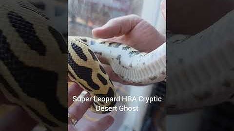 Unboxing video of new Ball Pythons #ballpython #ballpythonbreeder #snake #reptiles #ballpythonsnake 