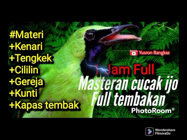 Masteran cucak ijo full tembakan keras class=