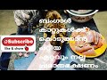 Best cat food  ബംഗാൾകാറ്റുകൾക്ക്കൊടുക്കാൻ പറ്റിയഏറ്റവും നല്ല പ്രഭാതഭക്ഷണം