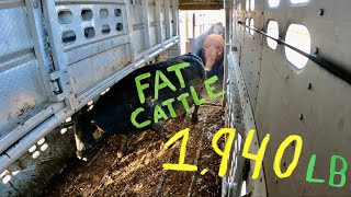 Loading Some Big Ole Fat Cows, 1,940 LB | Livestock Loading